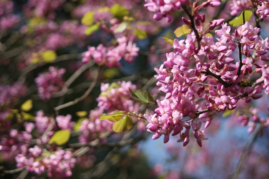 Judas Tree