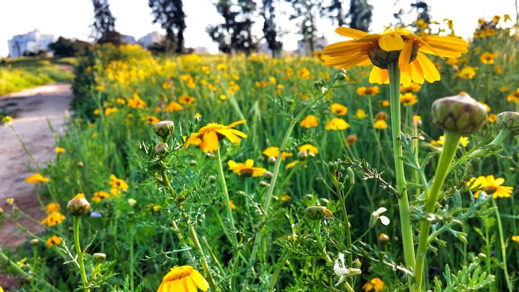 spring in israel